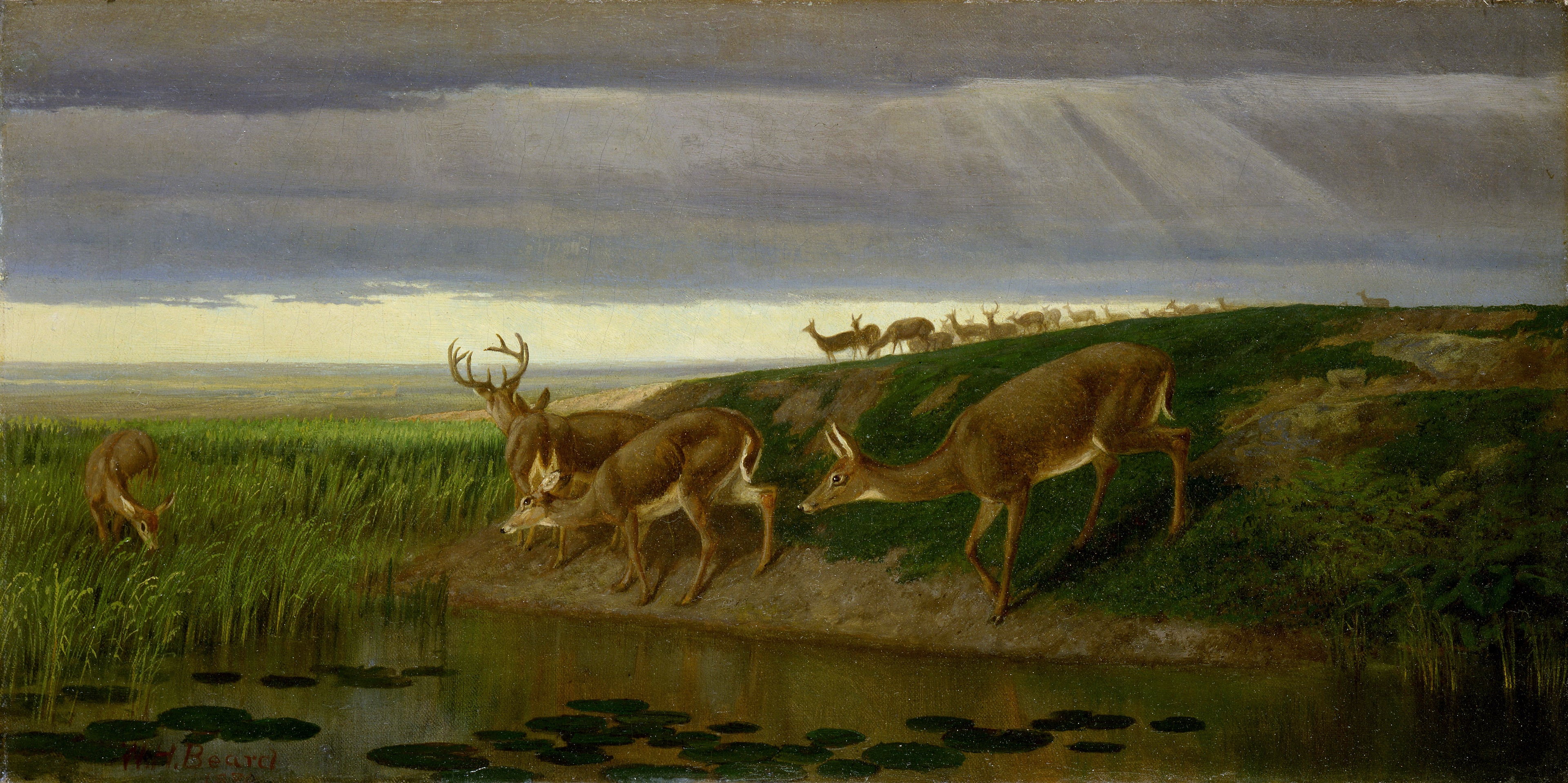 Cerf dans la prairie - William Holbrook