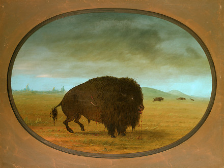 Buffle mâle blessé - George Catlin