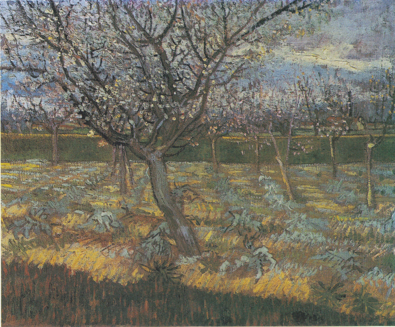 Flowering Apricot Trees - Vincent van Gogh