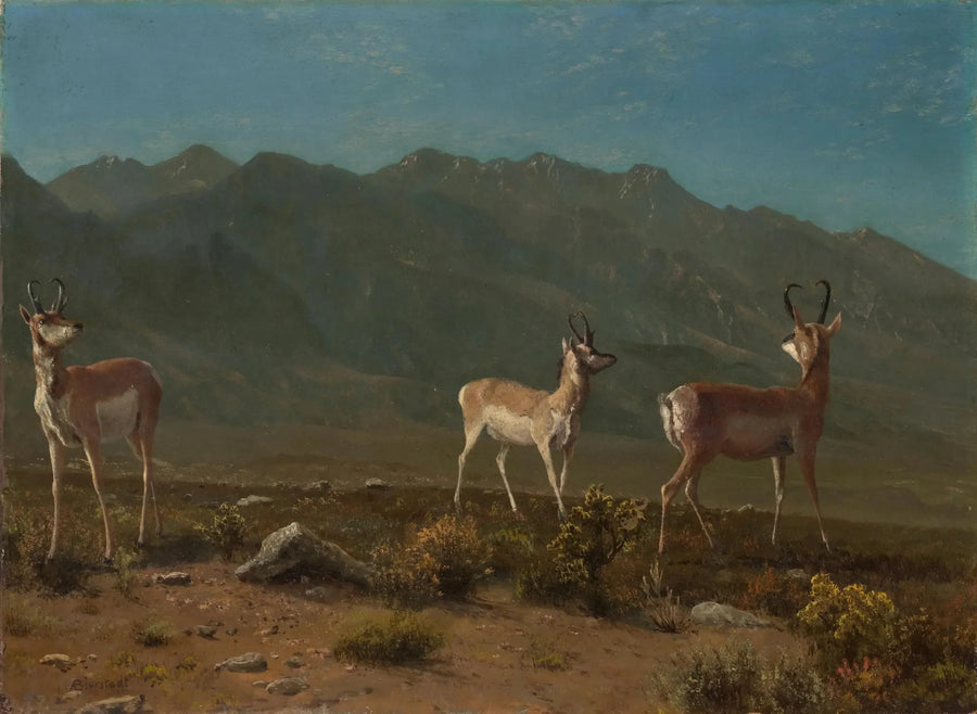 Antilope (Arizona Antelope) - Albert Bierstadt