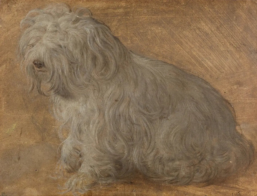 Maltese Bichon - Titian