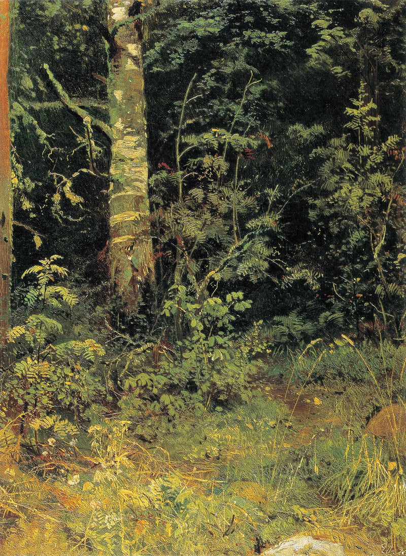 Birch and Sorbier - Ivan Chichkine