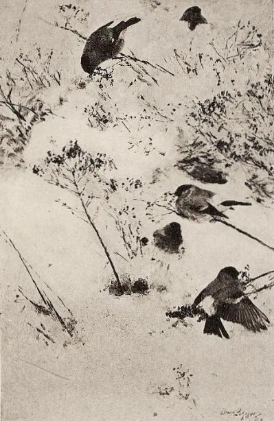 Bullfinches in the snow - Bruno Liljefors