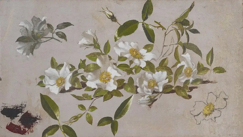 Cherokee Rose Branches - Martin Johnson Heade