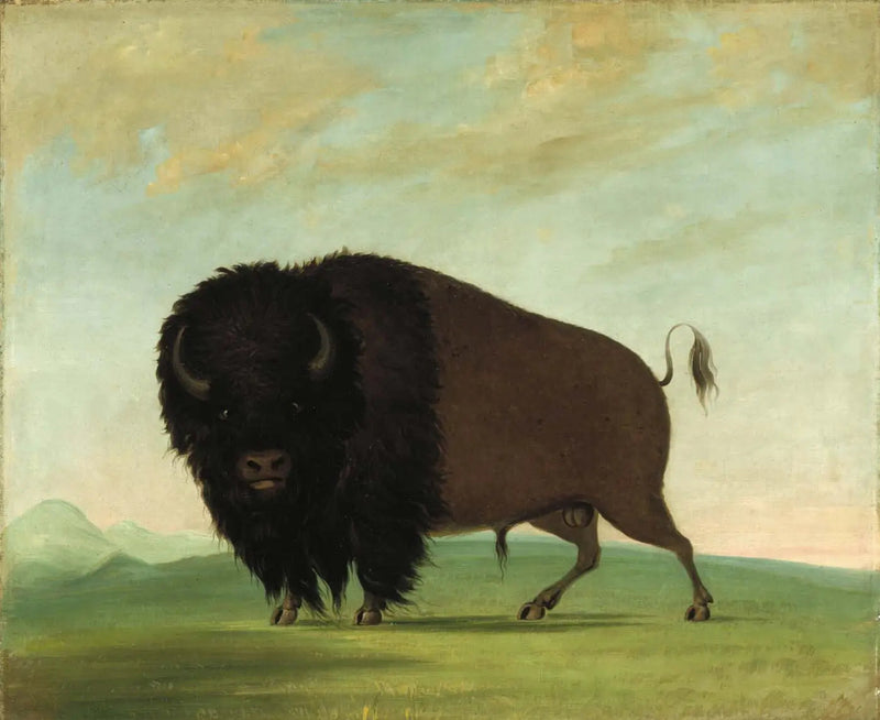 Male Buffalo Grazing in the Prairie - George Catlin
