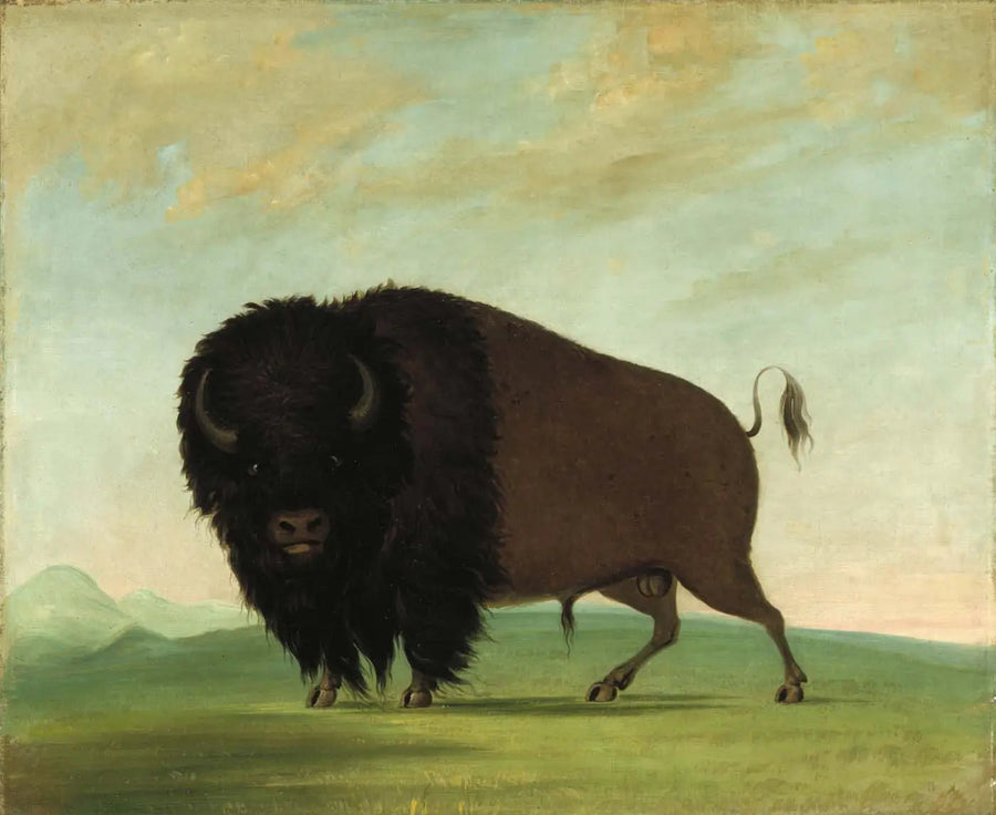 Male Buffalo Grazing in the Prairie - George Catlin
