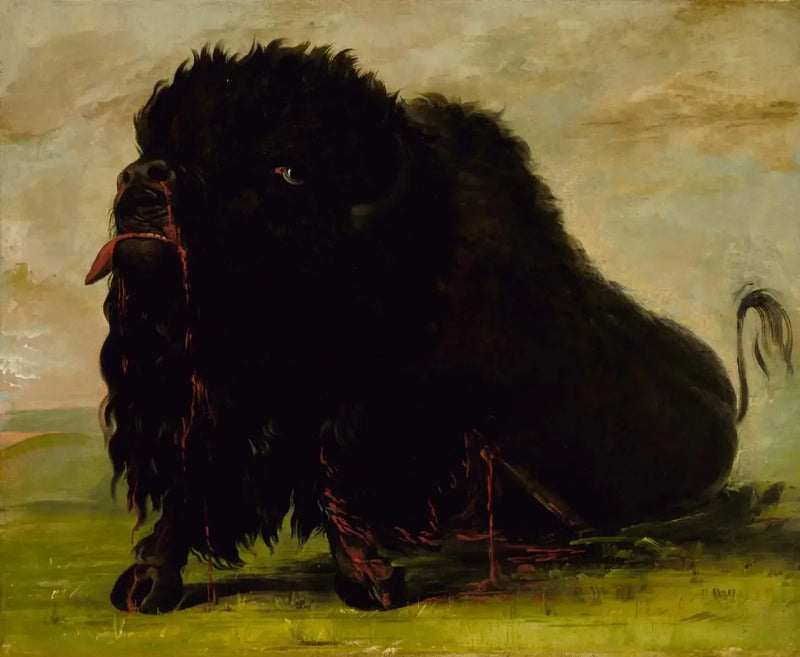 Dying Buffalo, shot by an arrow - George Catlin
