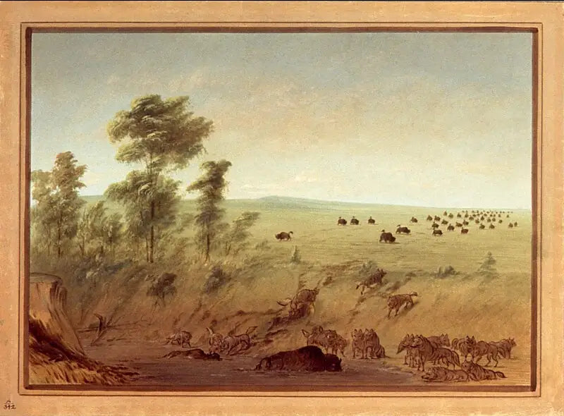 Buffaloes and trapped wolves - George Catlin