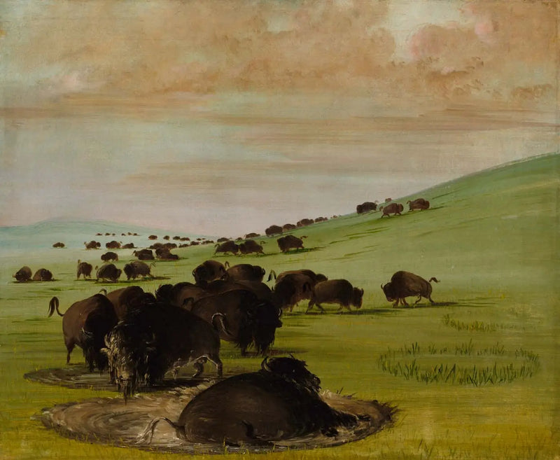 Male buffaloes in a quagmire - George Catlin