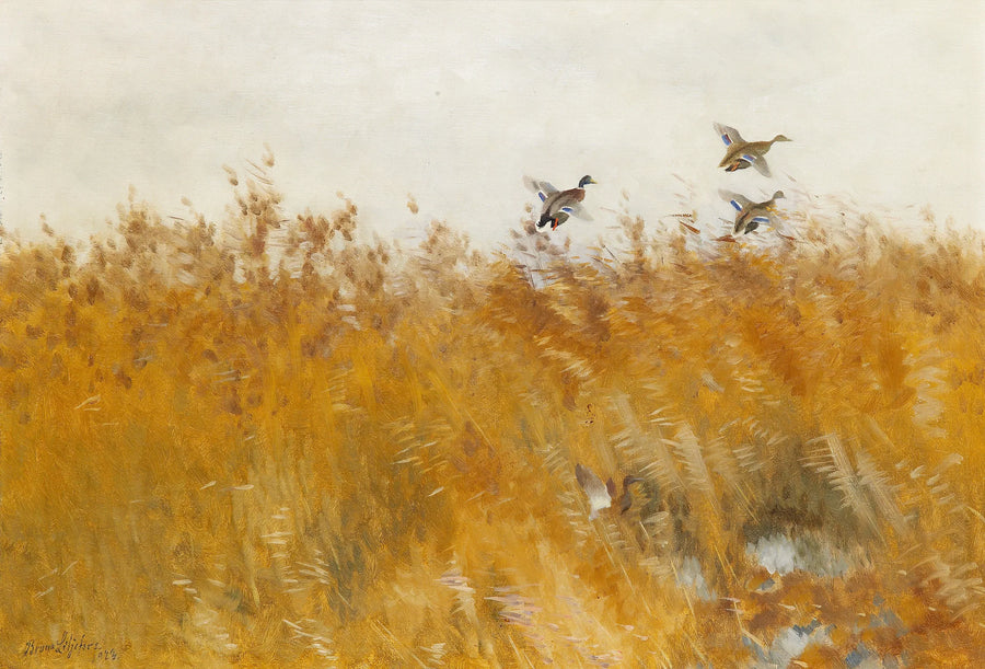 Mallard ducks taking off - Bruno Liljefors