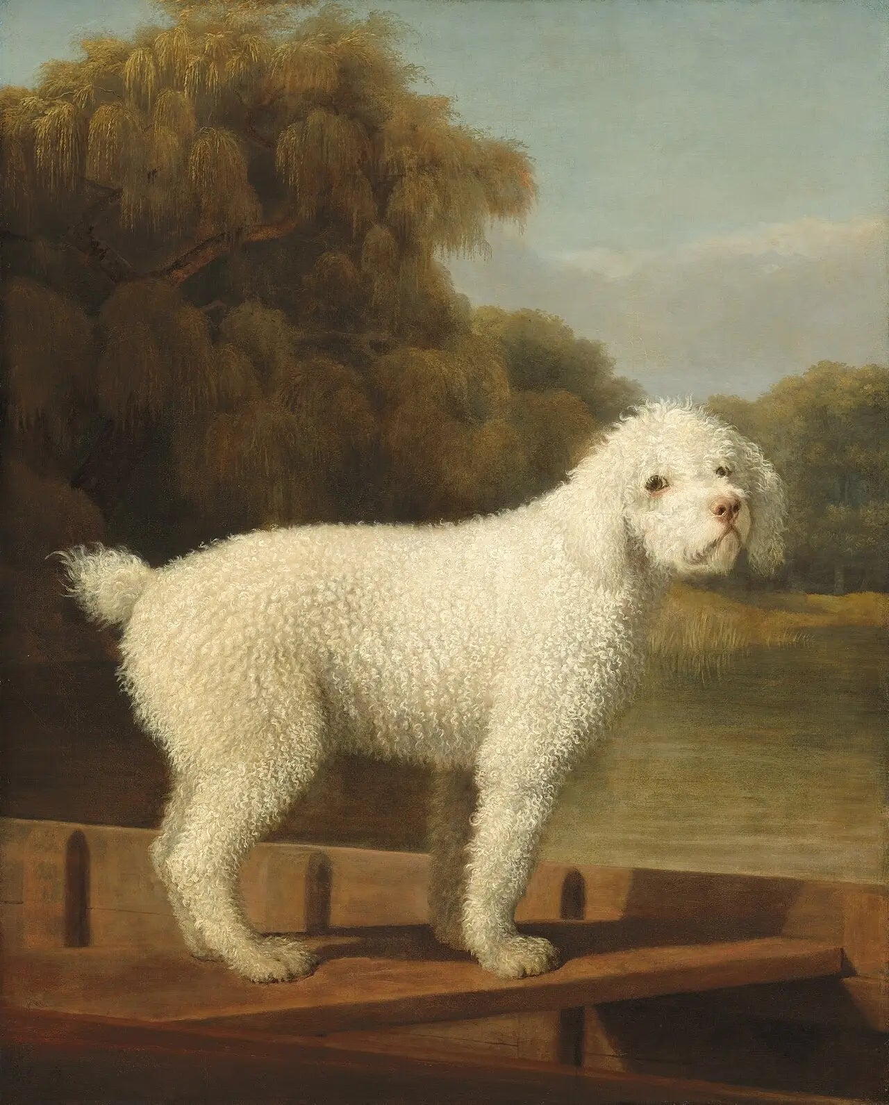 Caniche blanc dans un Punt - George Stubbs - Alpha Reproduction