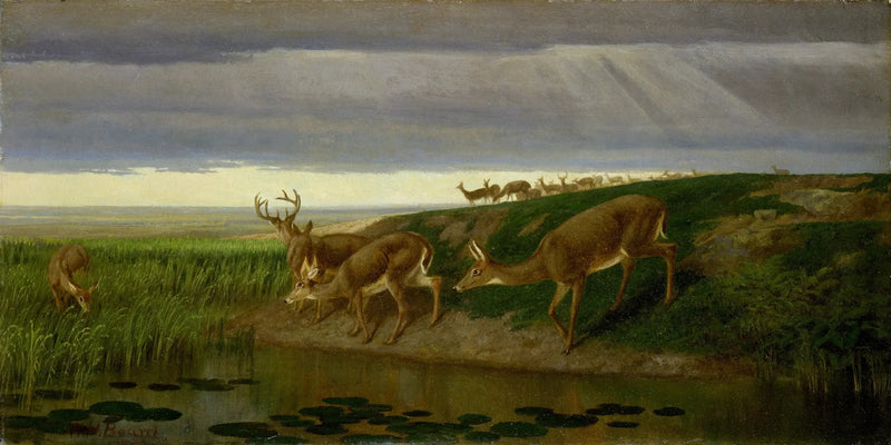 Deer in the Prairie - William Holbrook