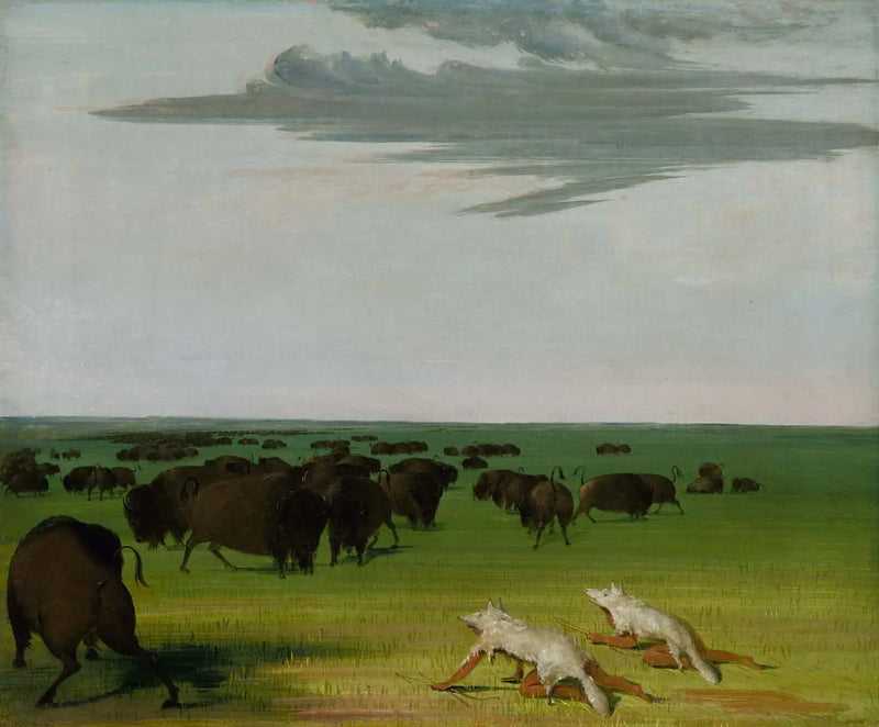 Bison Hunt under the Wolf Skin Mask - George Catlin