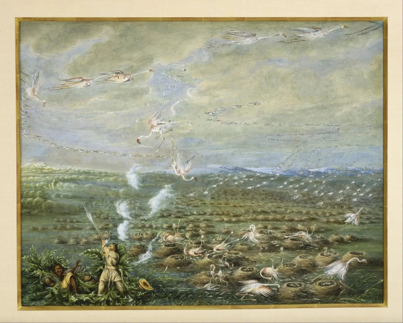 Pink Flamingo Hunt in South America - George Catlin