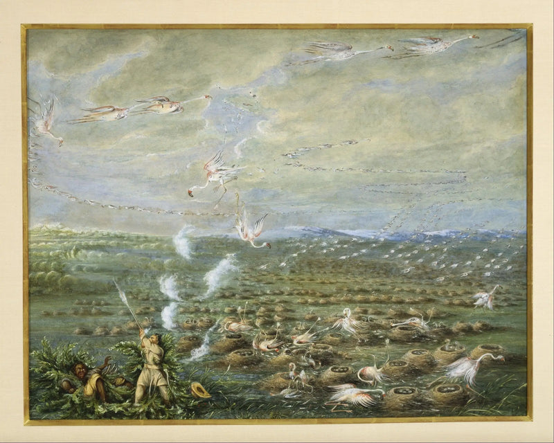 Pink Flamingo Hunt in South America - George Catlin