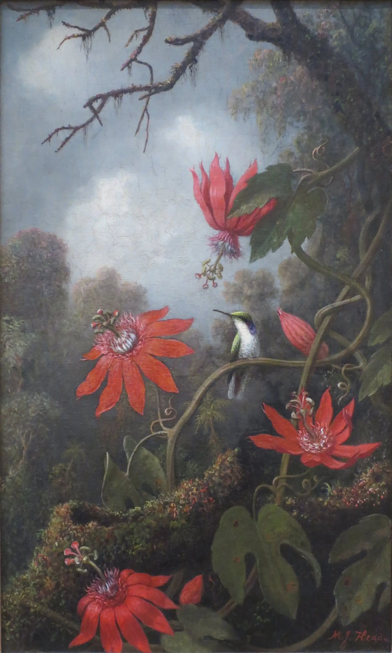Hummingbird and Passiflores - Martin Johnson Heade