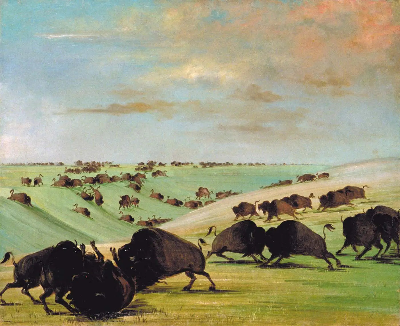 Combats de taureaux de buffle pendant la saison de course Haut-Missouri - George Catlin - Alpha Reproduction