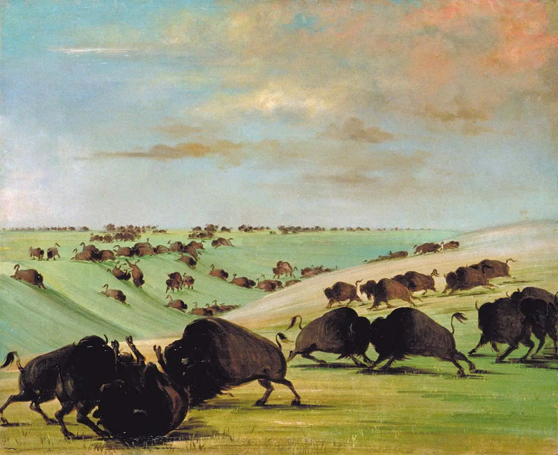 Bullfights of Buffalo during the racing season, Haut-Missouri - George Catlin