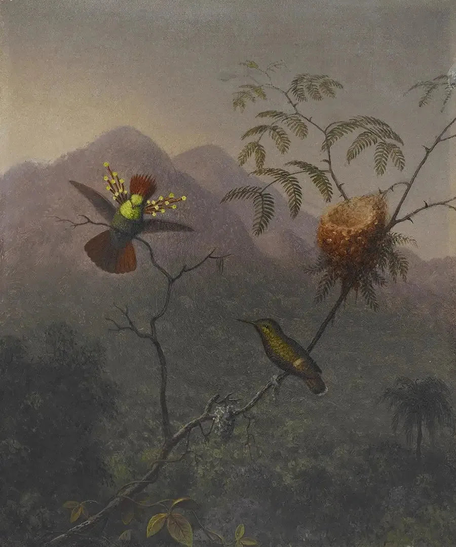 Fluffy Coquette - Martin Johnson Heade