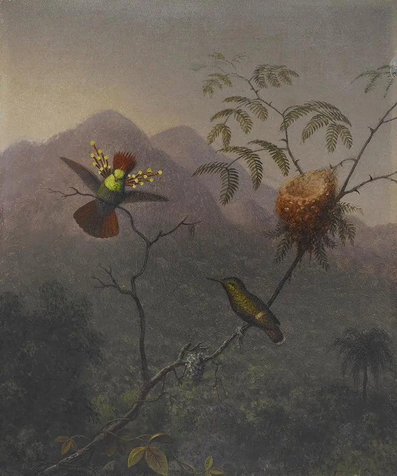 Fluffy Coquette - Martin Johnson Heade