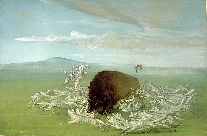 White wolves attacking a male bison - George Catlin