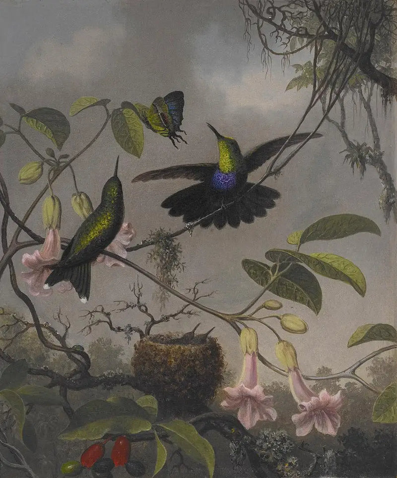 Dryade with forked tail - Martin Johnson Heade