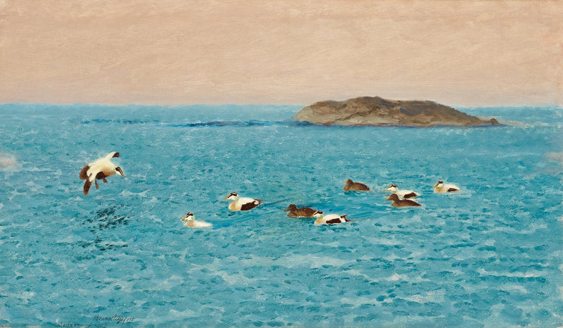 Common eiders in the outer archipelago - Bruno Liljefors