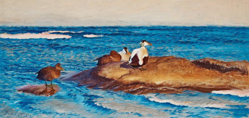 Common eiders on islets - Bruno Liljefors