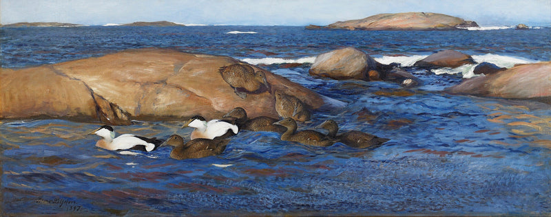 Common eiders on rocky islets - Bruno Liljefors