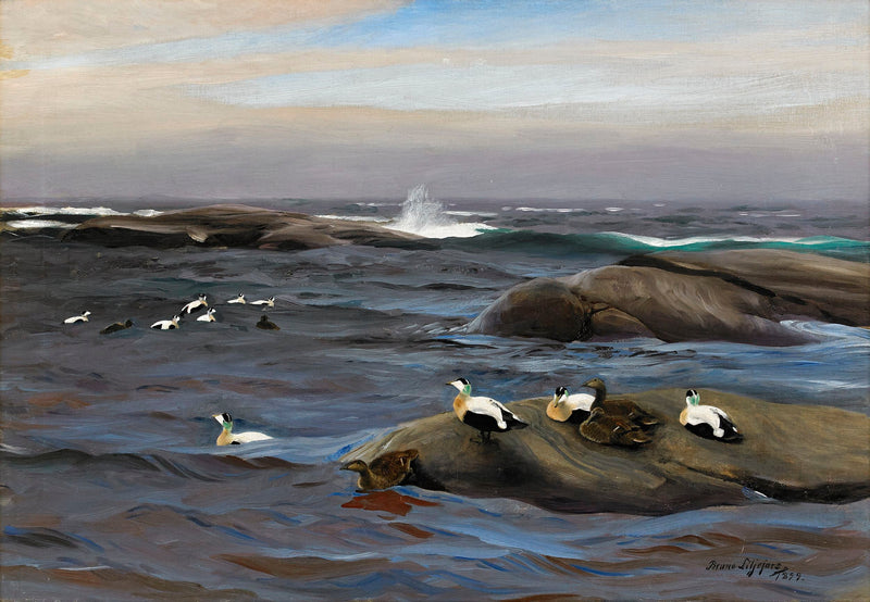 Common eiders on a rocky islet - Bruno Liljefors