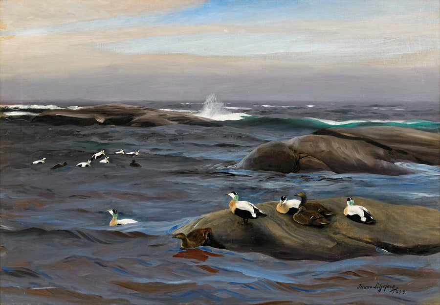 Common eiders on a rocky islet - Bruno Liljefors