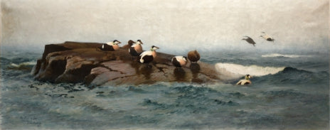Eiders on the islet - Bruno Liljefors