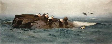 Eiders on the islet - Bruno Liljefors