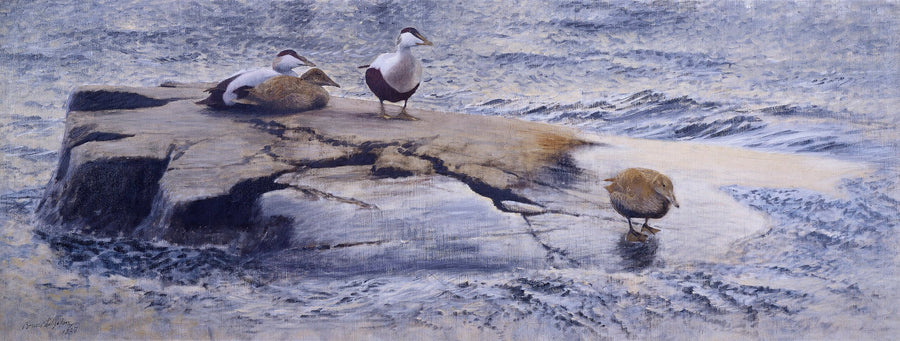Eiders on the Skerry - Bruno Liljefors