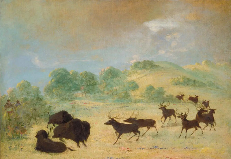 Elan et bison faisant connaissance, Texas - George Catlin