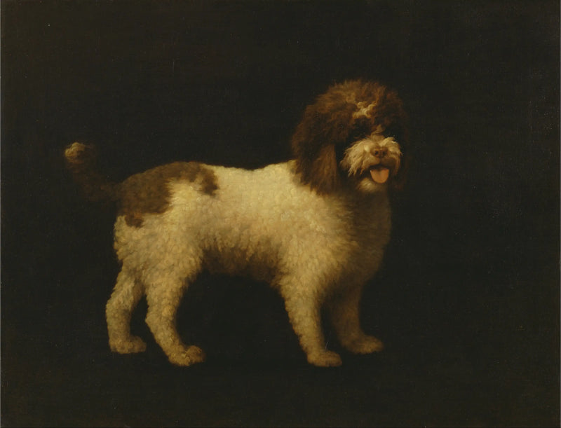 Water Spaniel - George Stubbs