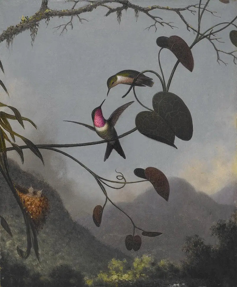Amethyst Star of the Woods - Martin Johnson Heade