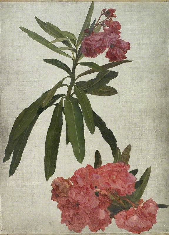 Study of the Rhododendron - Frederic Leighton