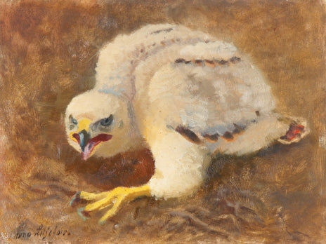 Goshawk Eyes - Bruno Liljefors