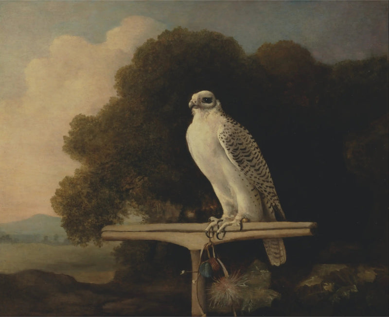 Greenland Falcon - George Stubbs