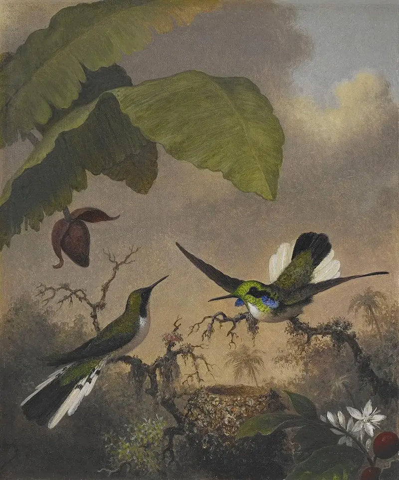 Black-eared Fairy - Martin Johnson Heade
