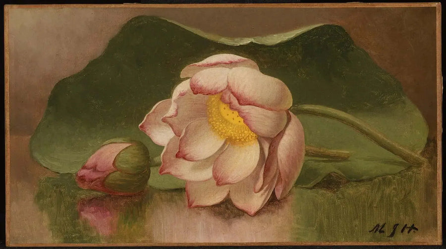 Lotus Flower - Martin Johnson Heade