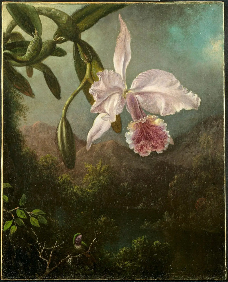 Orchid Flowers - Martin Johnson Heade
