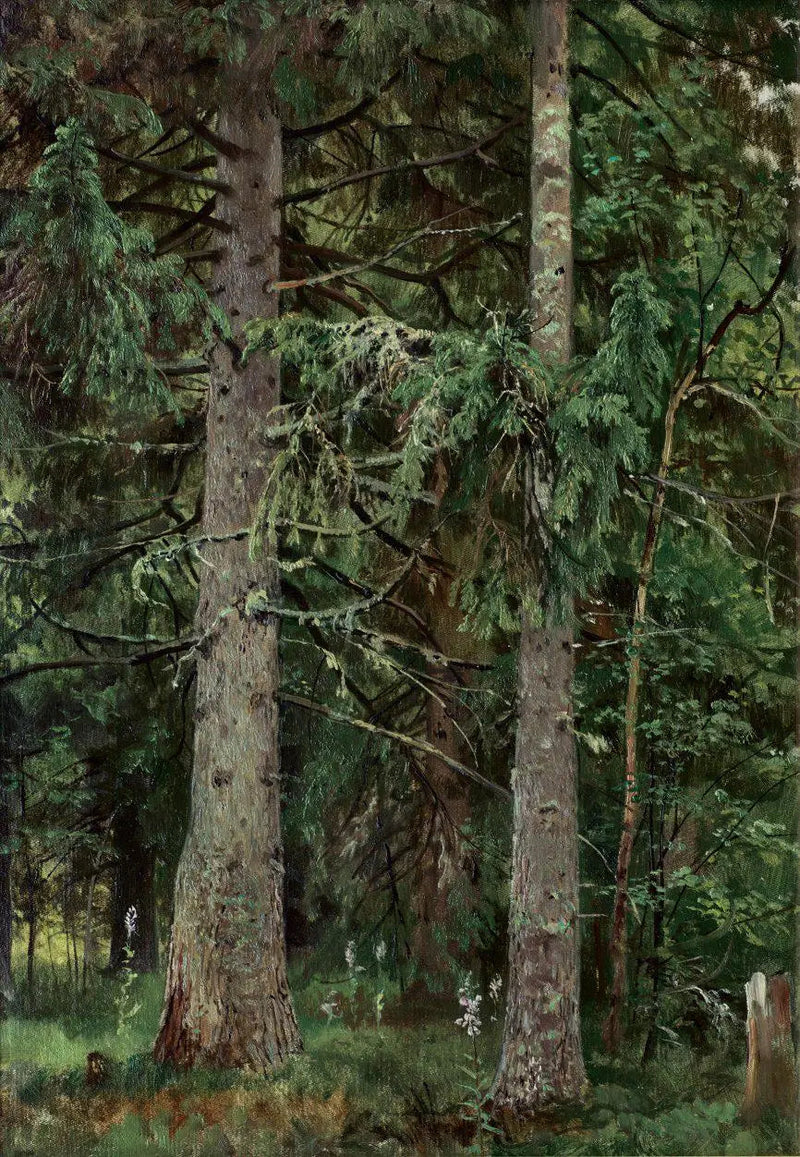 Spruce Forest - Ivan Chichkine