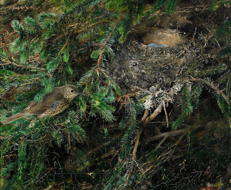 Song Thrush in its Nest - Bruno Liljefors