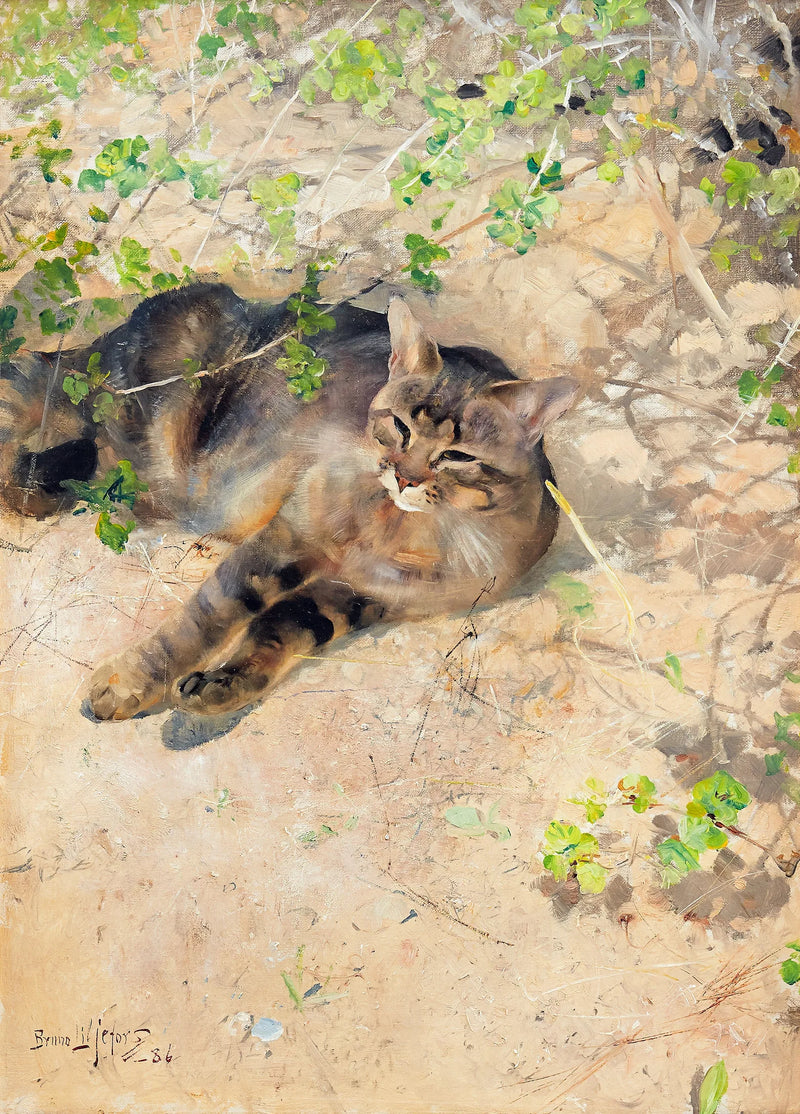 Jeppe the cat in the spring sunshine - Bruno Liljefors