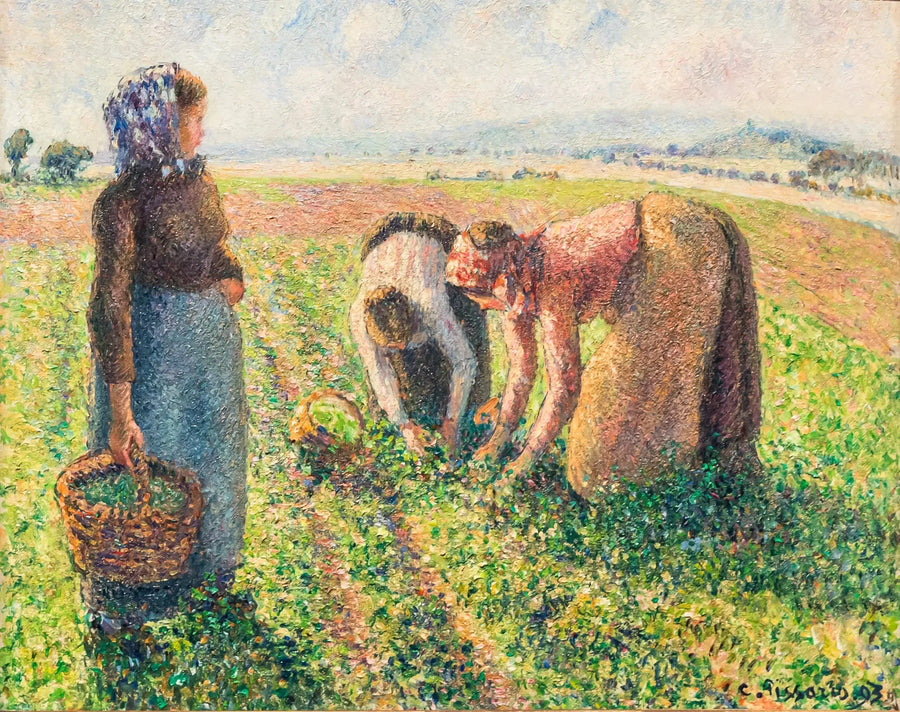 The Pea Harvest, Éragny - Camille Pissarro