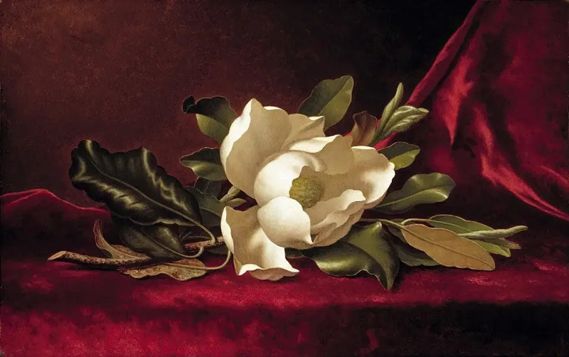 The Magnolia Flower - Martin Johnson Heade