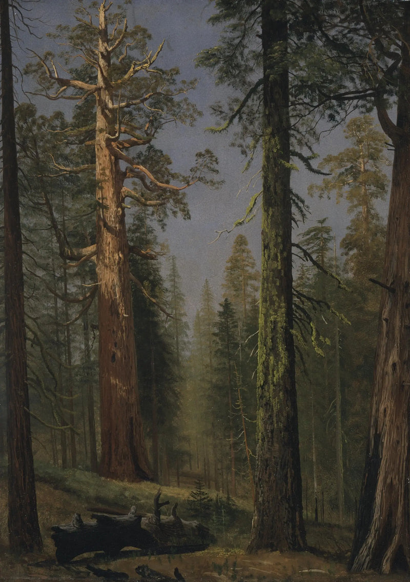 The giant sequoia Grizzly, Mariposa Grove, California - Albert Bierstadt