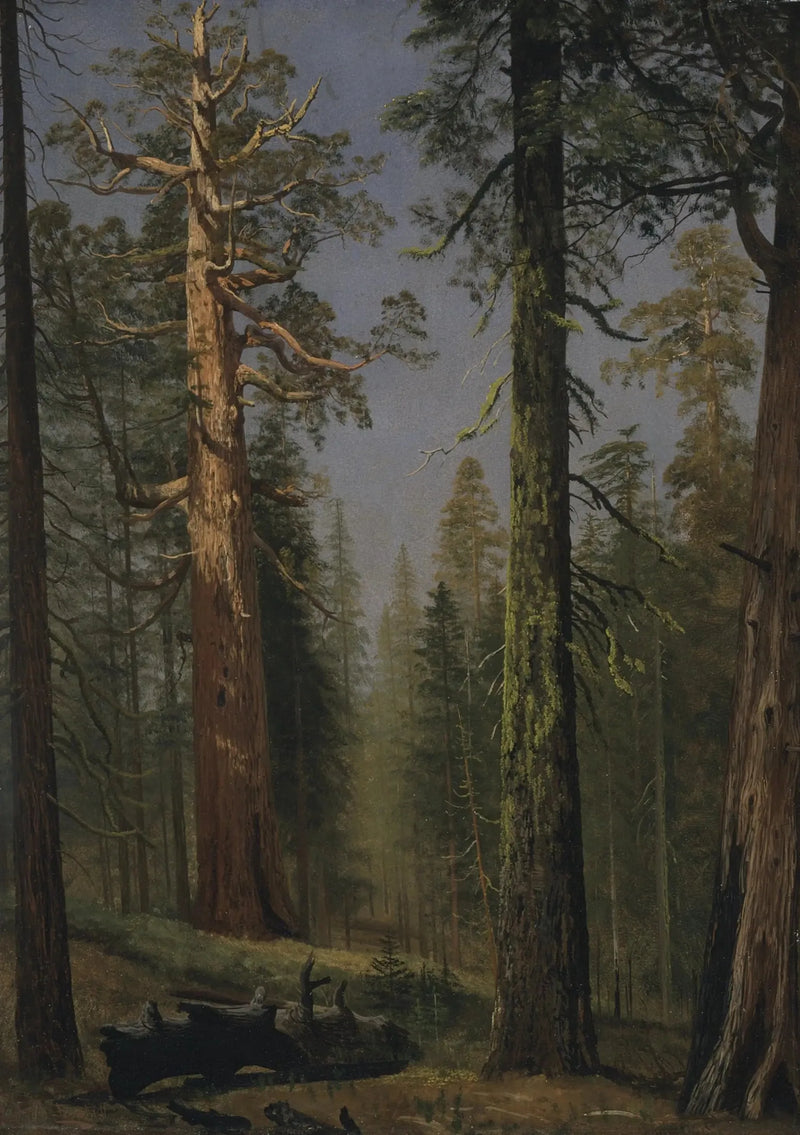 The giant sequoia Grizzly, Mariposa Grove, California - Albert Bierstadt